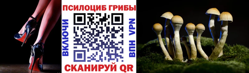 маркетплейс наркотические препараты  Судогда  Галлюциногенные грибы Cubensis 